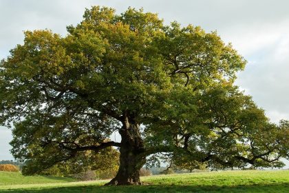 Dessins étape par étape de feuilles d'arbres variés